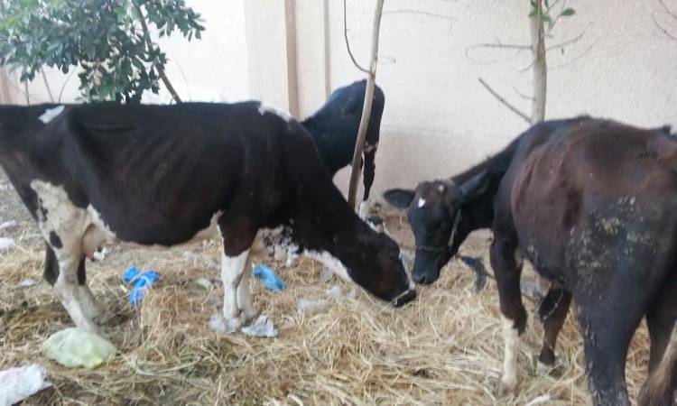 ضبط المتهمين بالسطو المسلح على مزرعة مواشي بالغربية